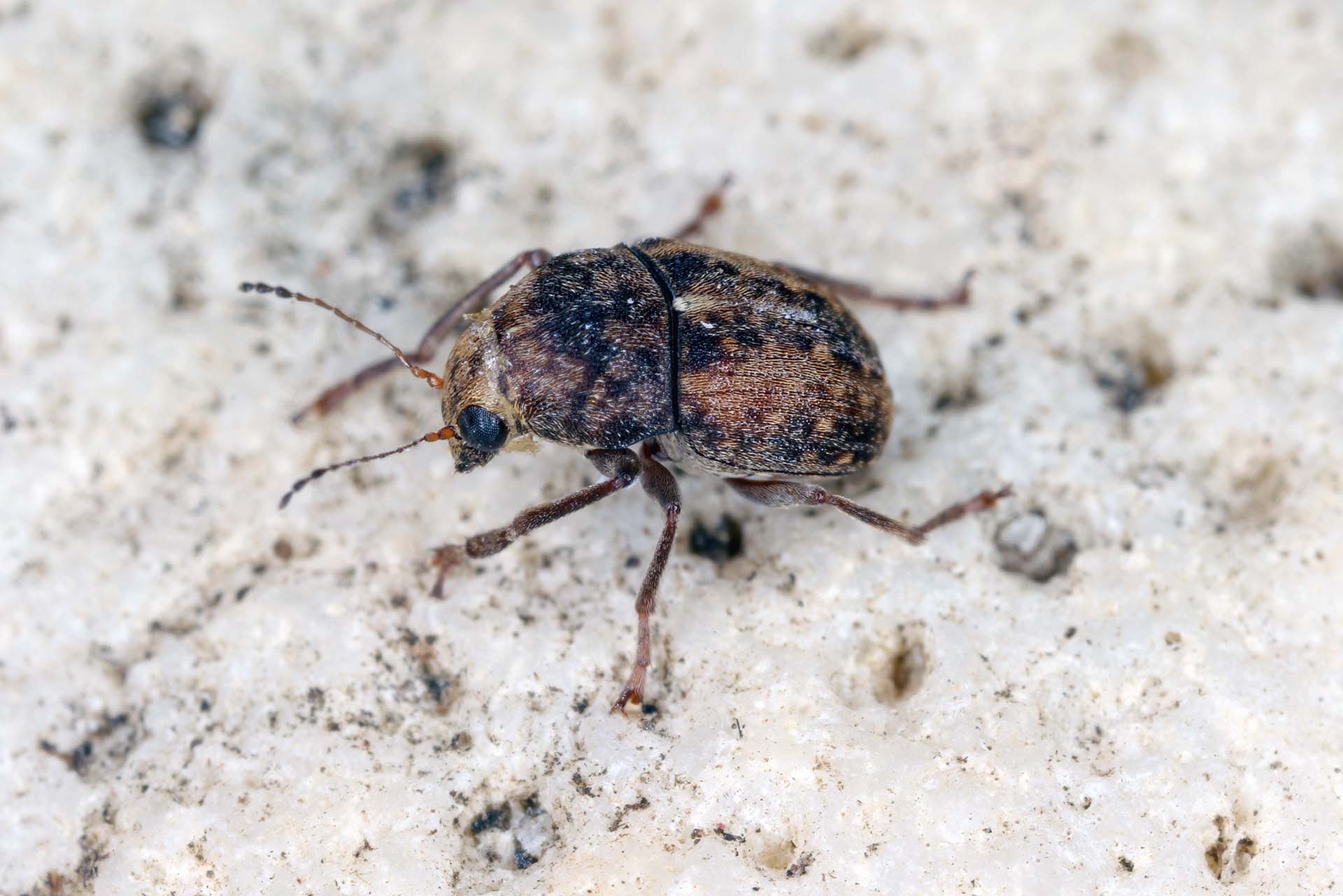 General Pest Control